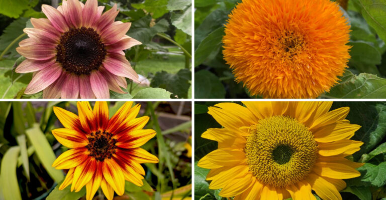 Sunflower Varieties Wisconsin Gardeners Can Plant Late In July