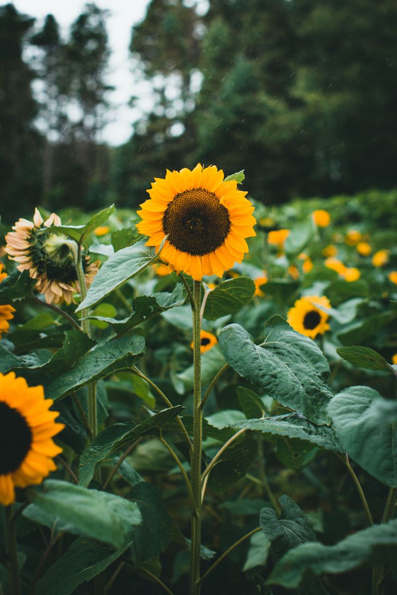 Sunflowers