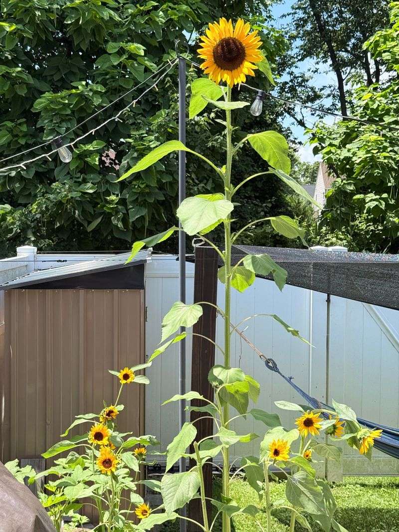 Sunflowers Sunflowers