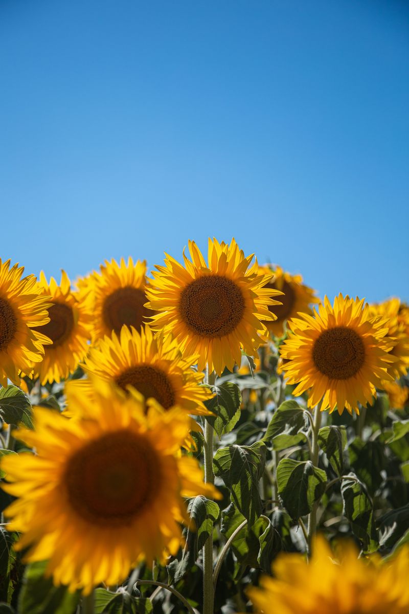 Sunflowers