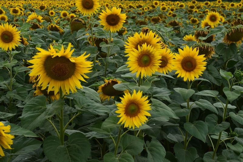 Sunflowers