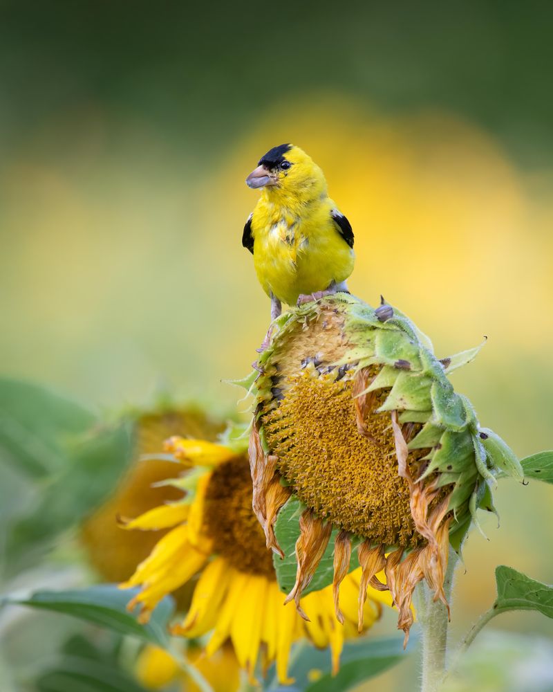 Sunflowers Are Ready For Feeding