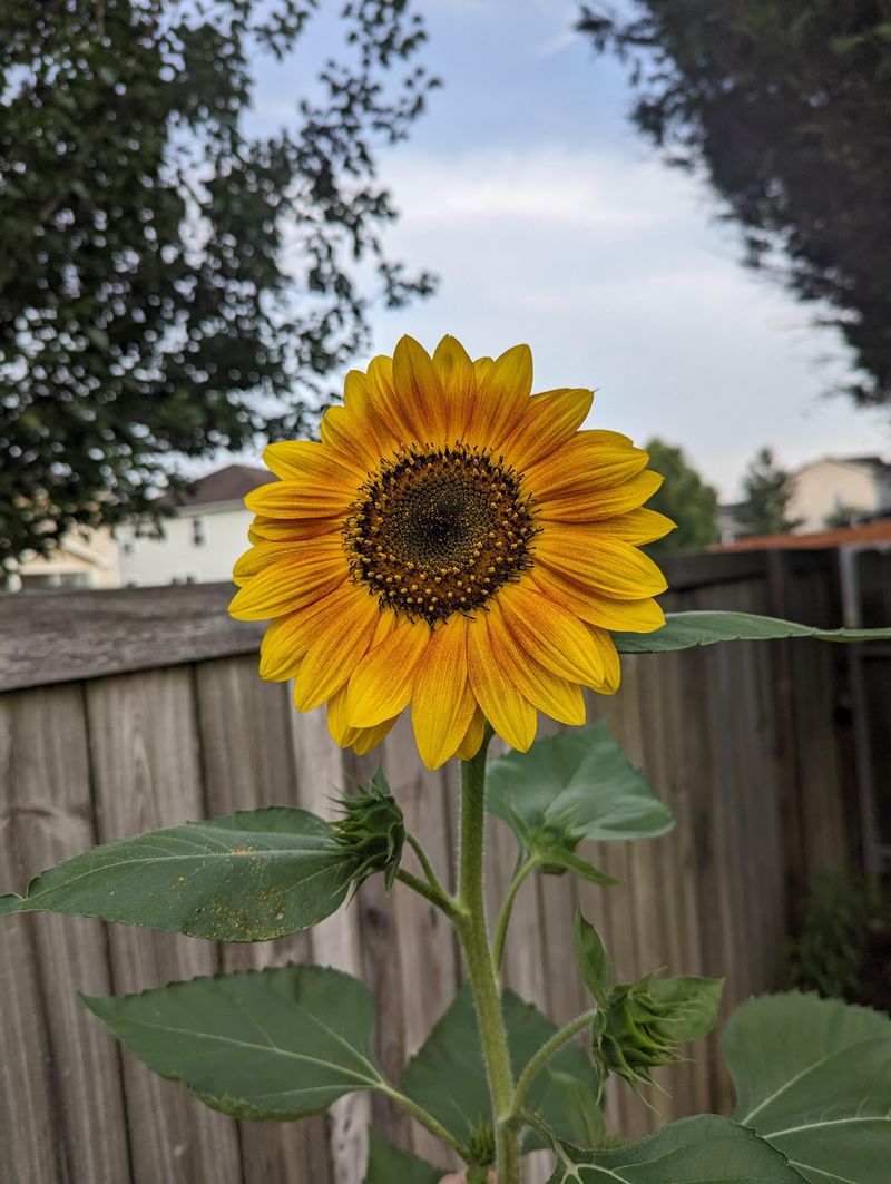 Sunflowers Power Through Big Sun Sunflowers Power Through Big Sun