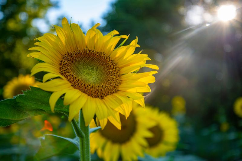 Sunflowers