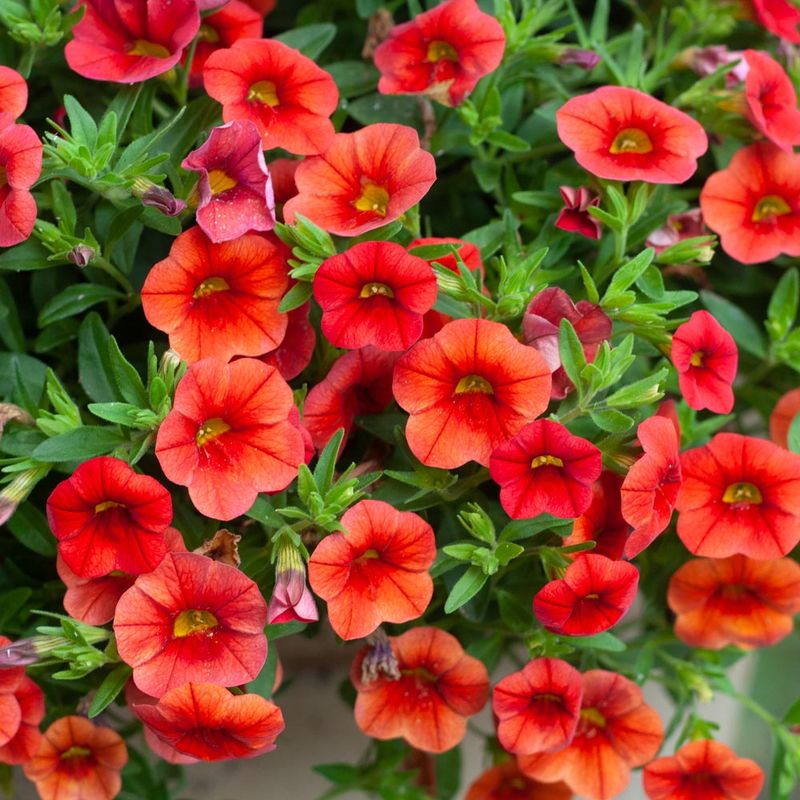 Sunlight Helps Plants Stay Full And Colorful Sunlight Helps Plants Stay Full And Colorful