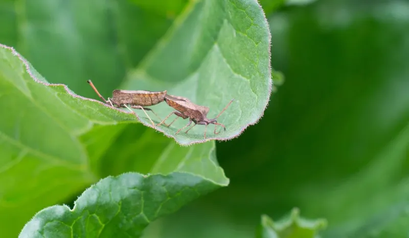 Sunny Brown Patches May Point To Chinch Bugs