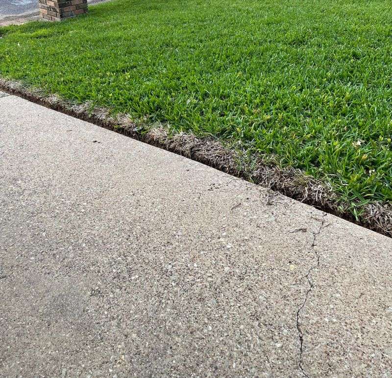 Sunny Lawn Edges Brown First Sunny Lawn Edges Brown First