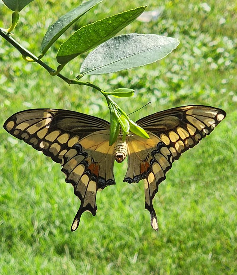 Sunny Locations Help Butterflies Stay Active