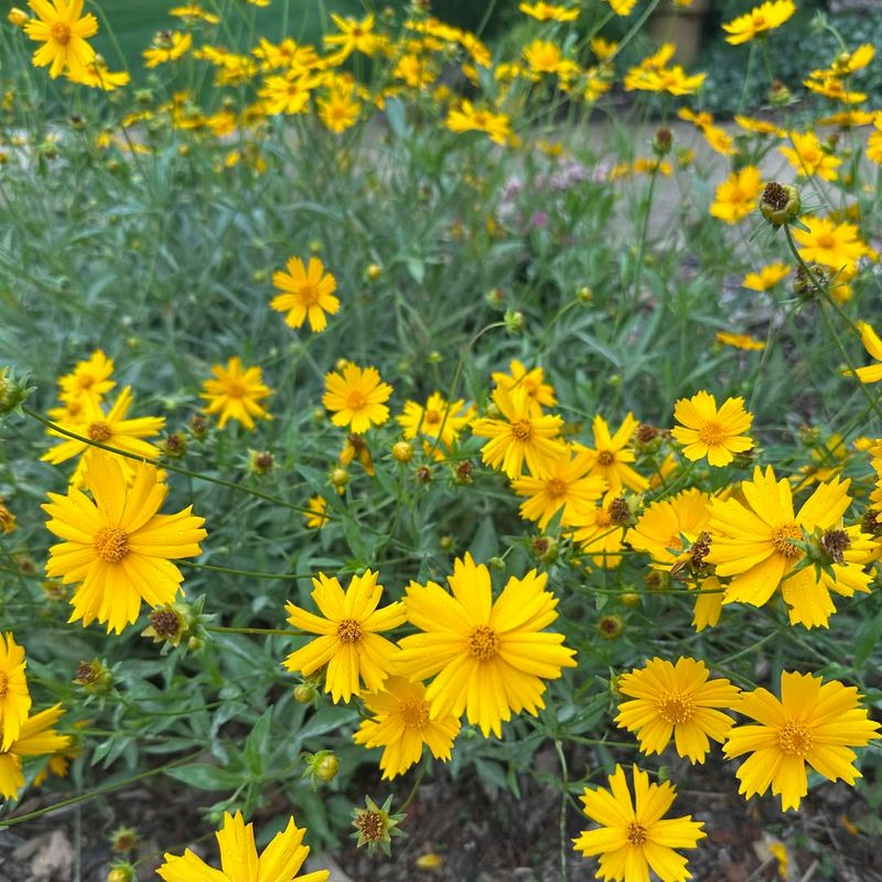 Sunny Well-Drained Soil Keeps Care Simple Sunny Well-Drained Soil Keeps Care Simple