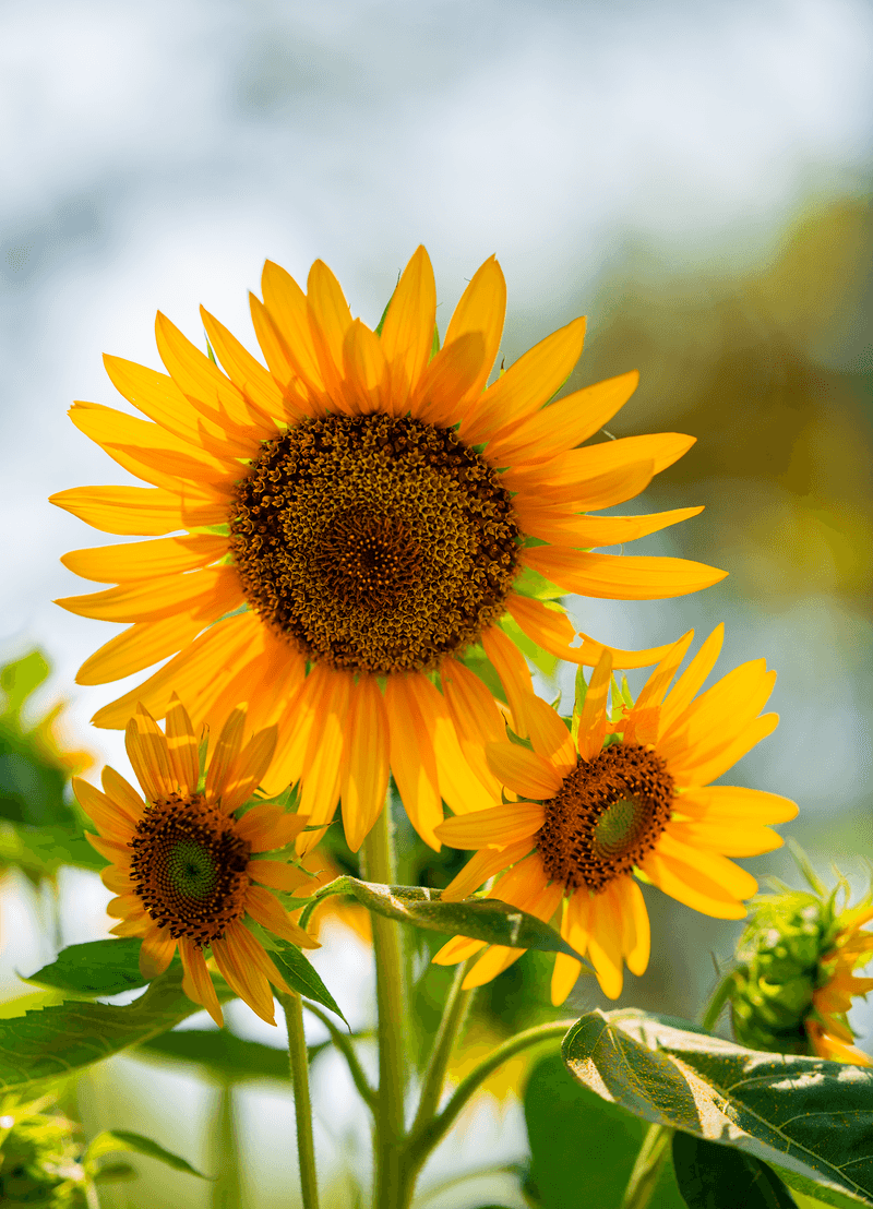 Sunrich Gold Blooms In About 60 Days