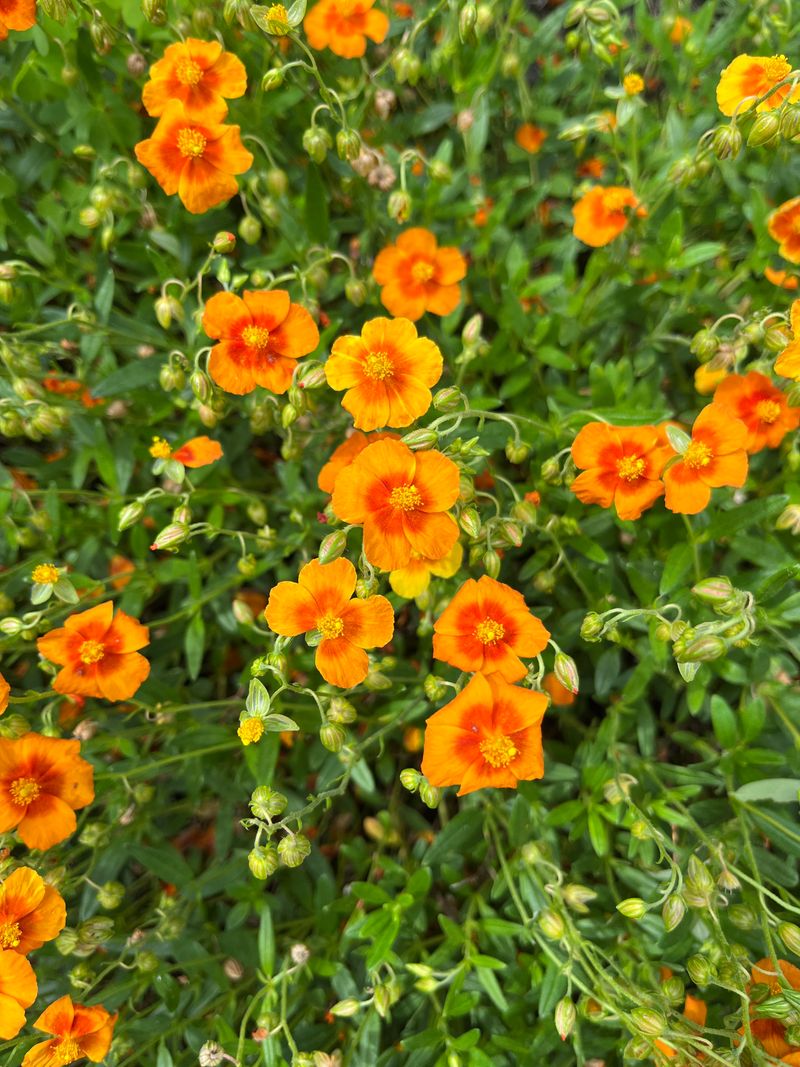 Sunroses Spill Over Dry Patio Edges