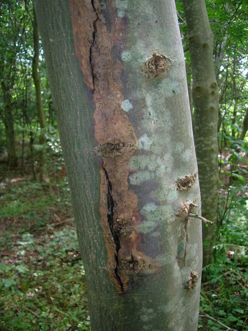 Sunscald Can Damage Bark During Heat And Drought Sunscald Can Damage Bark During Heat And Drought