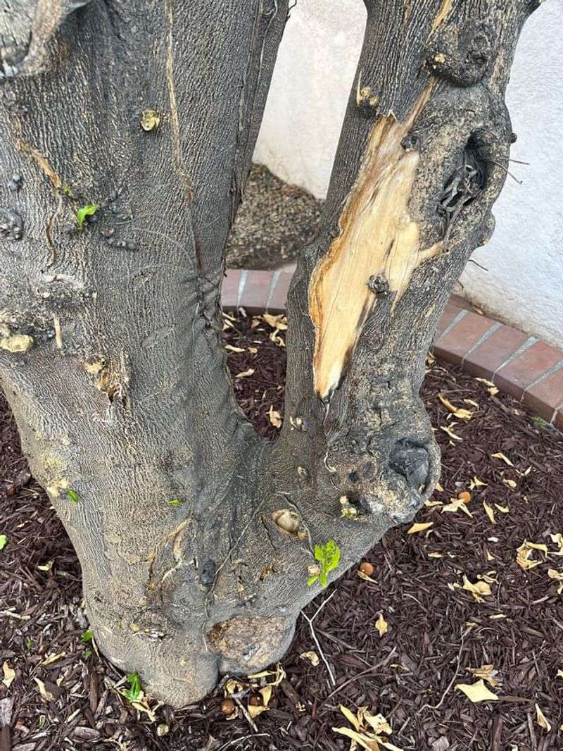 Sunscald Can Damage Bark Long Before You Notice It Sunscald Can Damage Bark Long Before You Notice It
