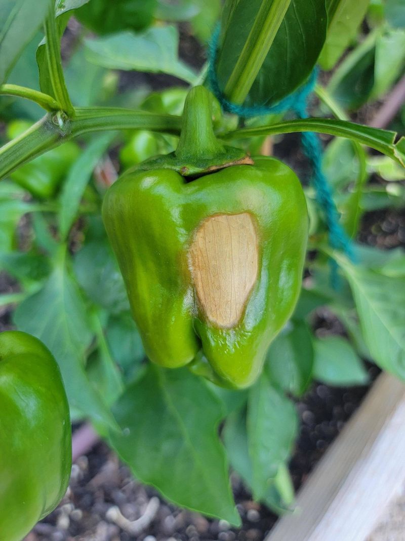 Sunscald Leaves Leathery Patches