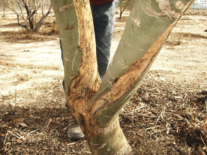 Sunscald On Exposed Branches Or Trunks Sunscald On Exposed Branches Or Trunks