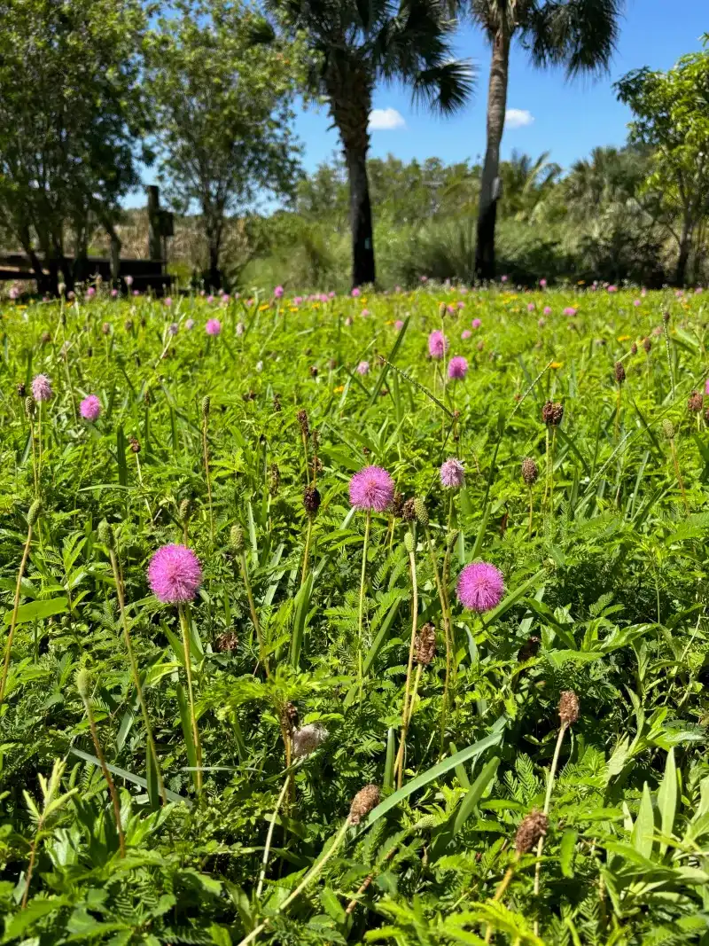 Sunshine Mimosa Spreads Better From Strong Starts