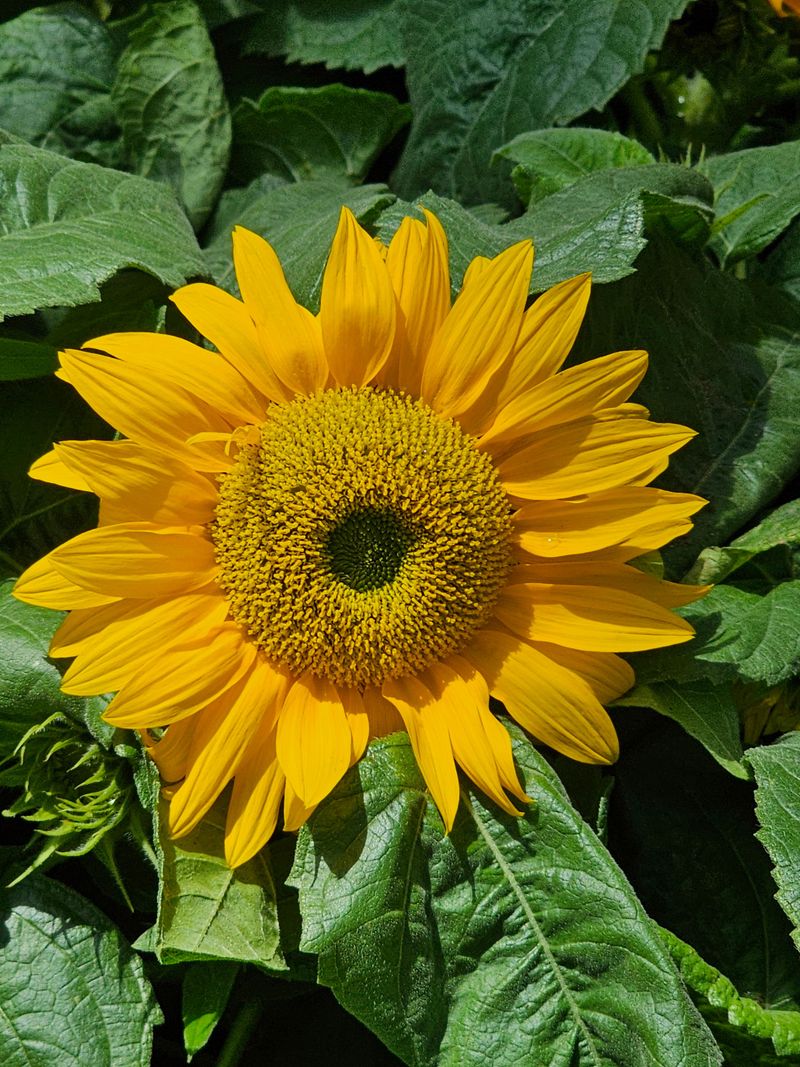 Sunspot Grows Short But Blooms On Schedule