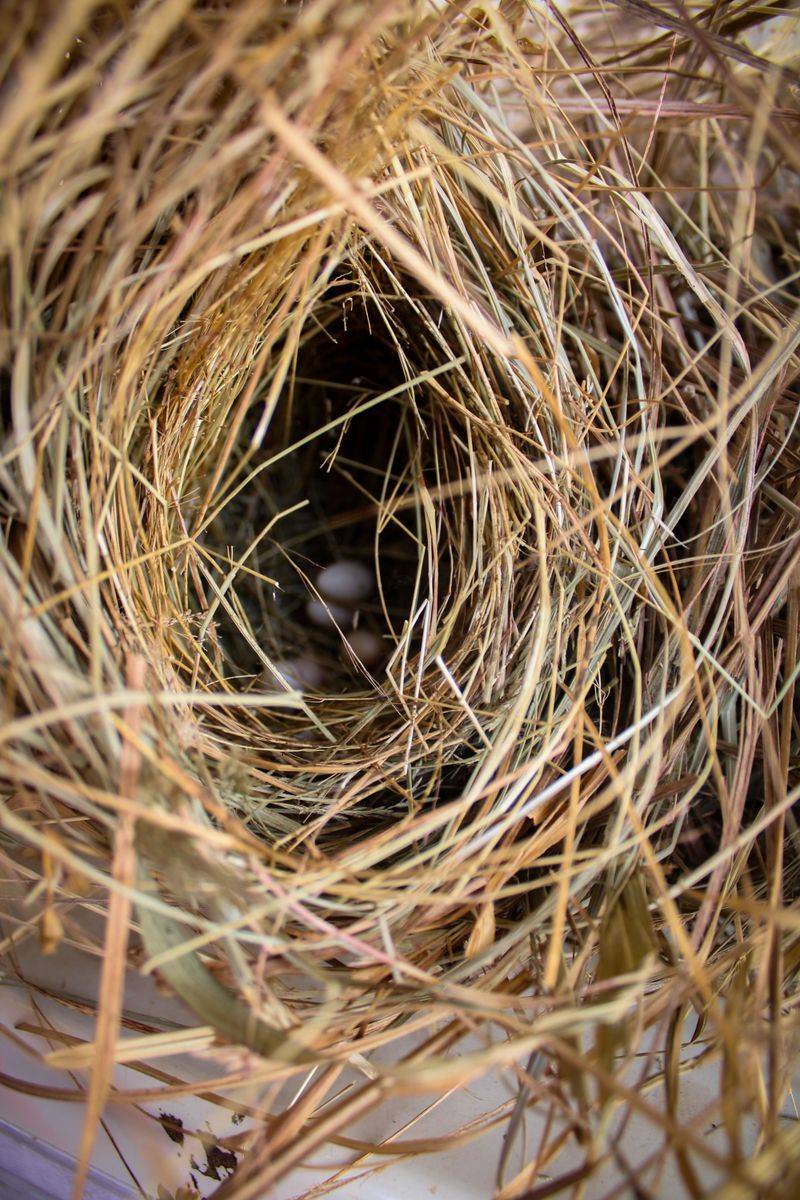 Supplying Loose Nesting Material Within Easy Reach Supplying Loose Nesting Material Within Easy Reach