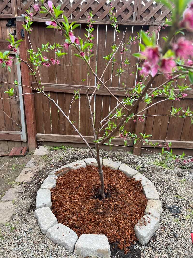 Support Fruit Trees With Deep Soaks