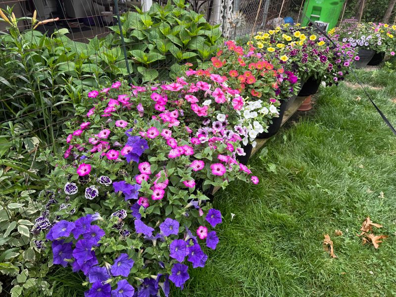 Support New Growth With Sunlight And Appropriate Feeding