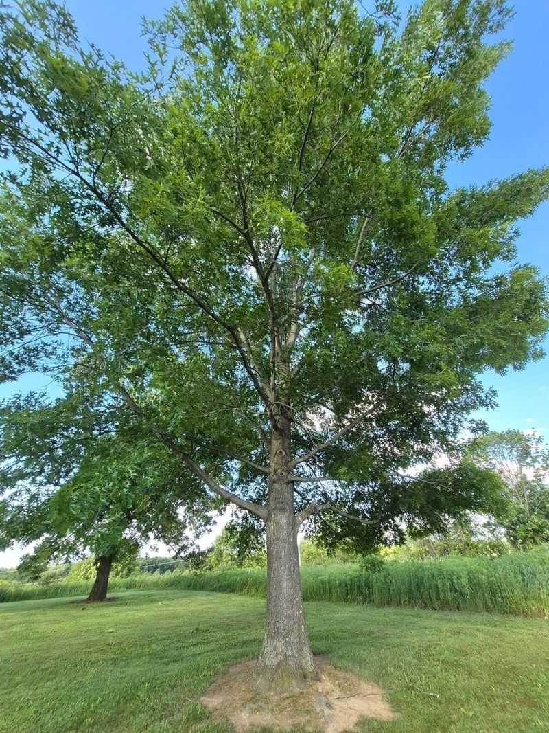Support Stressed Trees Through Heat And Drought Support Stressed Trees Through Heat And Drought