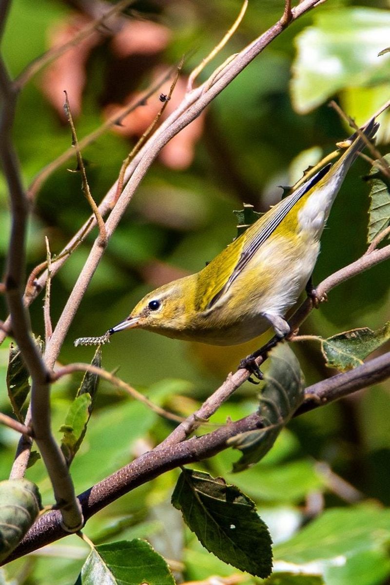 Support Wildlife With A Mature Tree Canopy