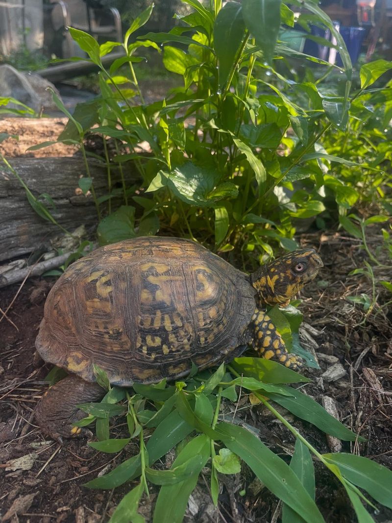 Support Wildlife Without Trying to Keep the Turtle