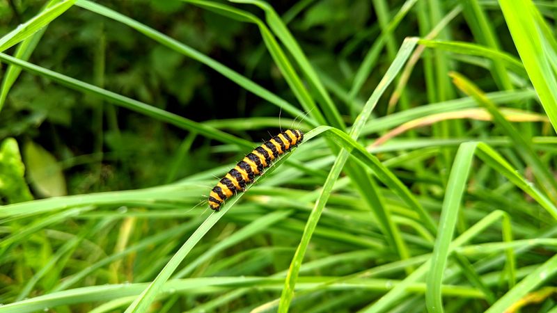 Supporting Local Wildlife With A Native Sedge Instead