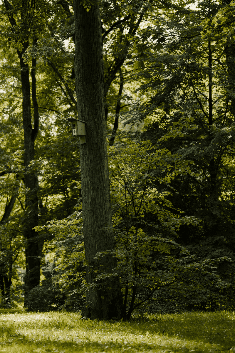 Supporting Owls Without Disturbing Their Natural Behavior