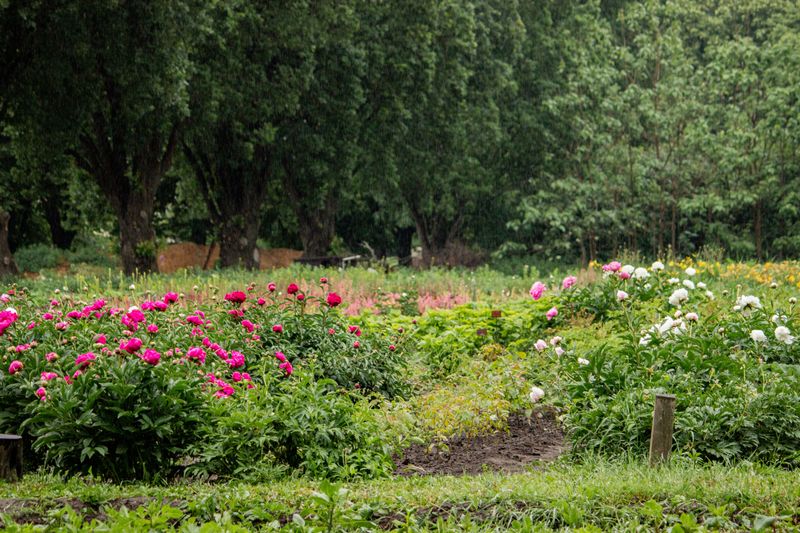 Supporting Stems If Storms Knock Them Over Supporting Stems If Storms Knock Them Over