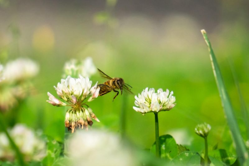 Supports Beneficial Insects Beyond Pollinators Supports Beneficial Insects Beyond Pollinators