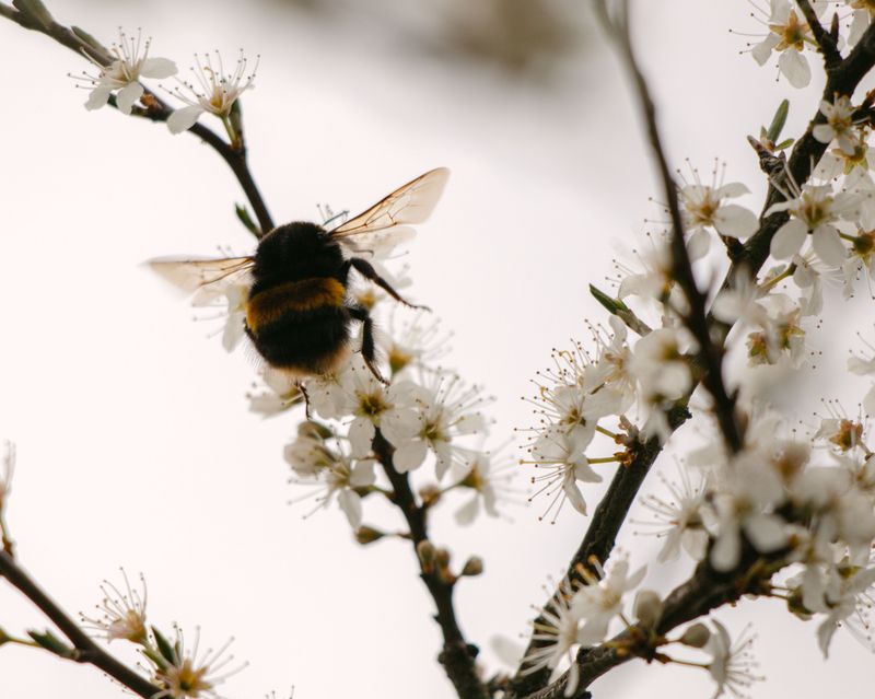 Supports Local Wildlife And Pollinators Supports Local Wildlife And Pollinators