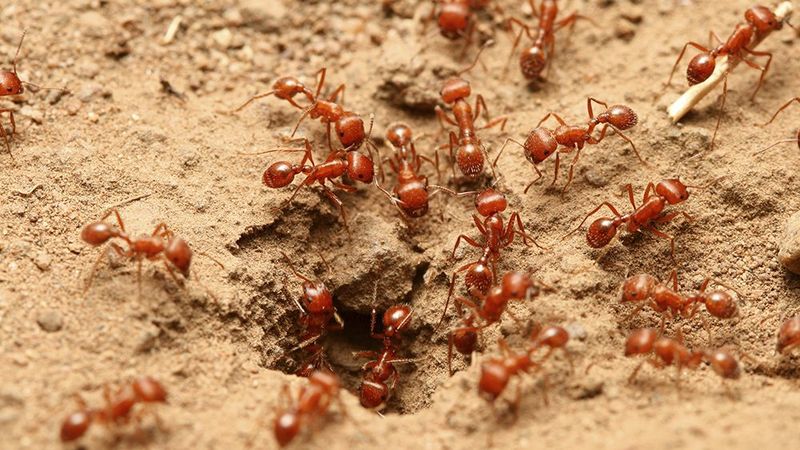 Surface Attacks Eliminate Workers While The Queen Survives Underground Surface Attacks Eliminate Workers While The Queen Survives Underground