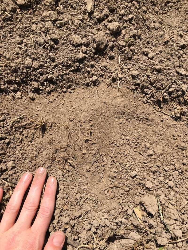 Surface Dryness Does Not Always Mean The Root Zone Is Dry