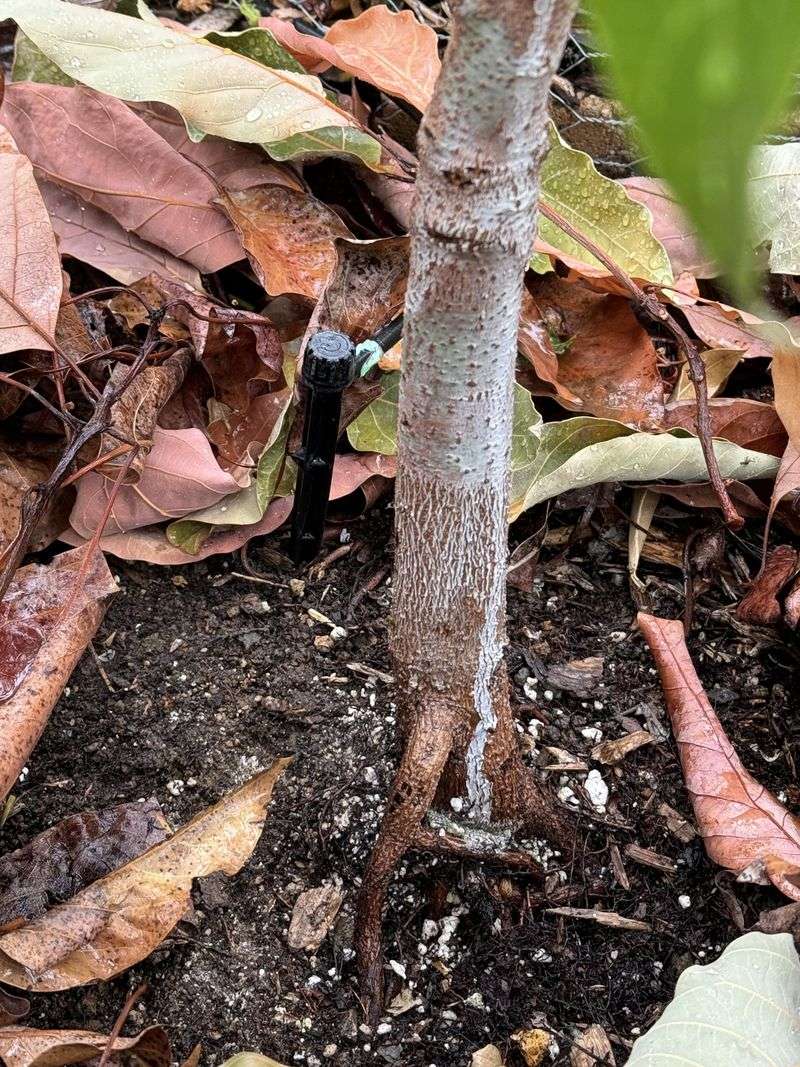 Surface Moisture Does Not Reach Hungry Roots Surface Moisture Does Not Reach Hungry Roots