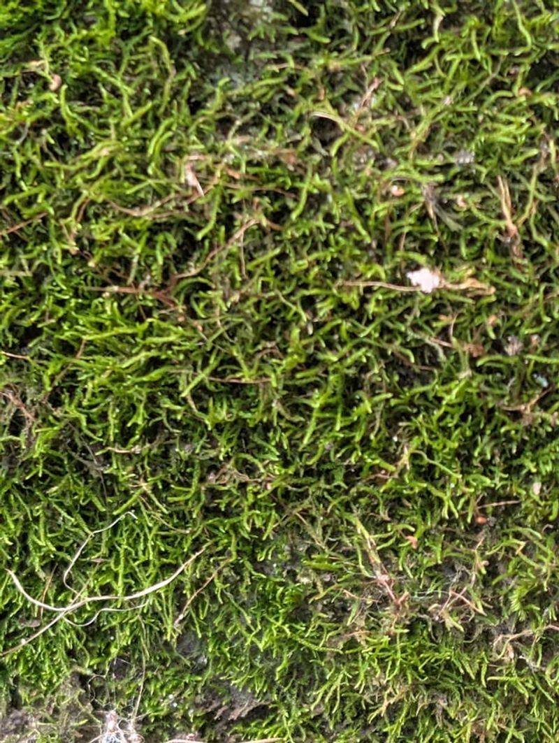 Surface Moisture Is Lasting Longer Than Usual