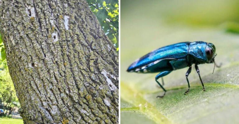 Surprising Signs Emerald Ash Borers Have Reached Your Oregon Neighborhood