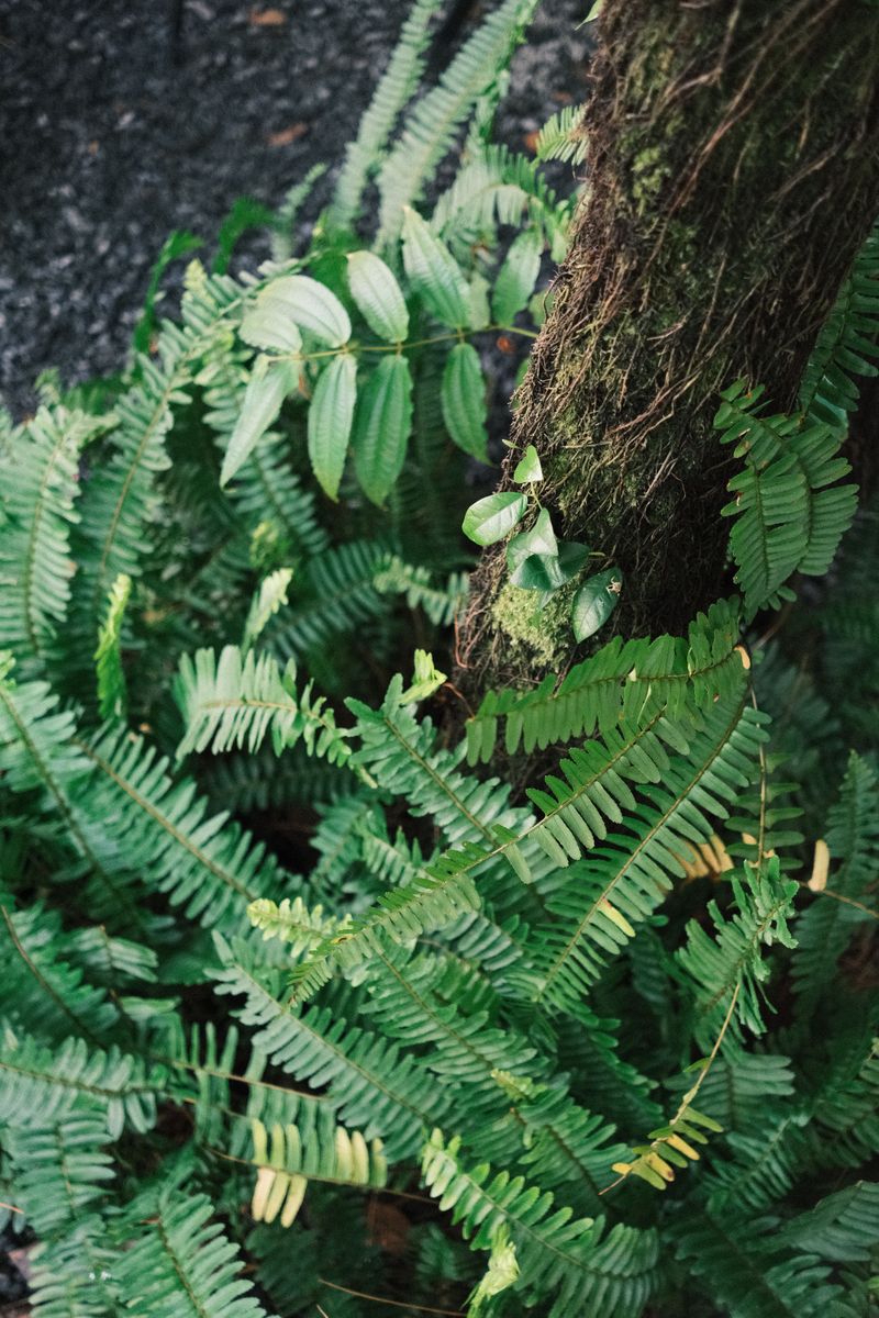 Surround It With Mulch And Shade-Loving Ferns