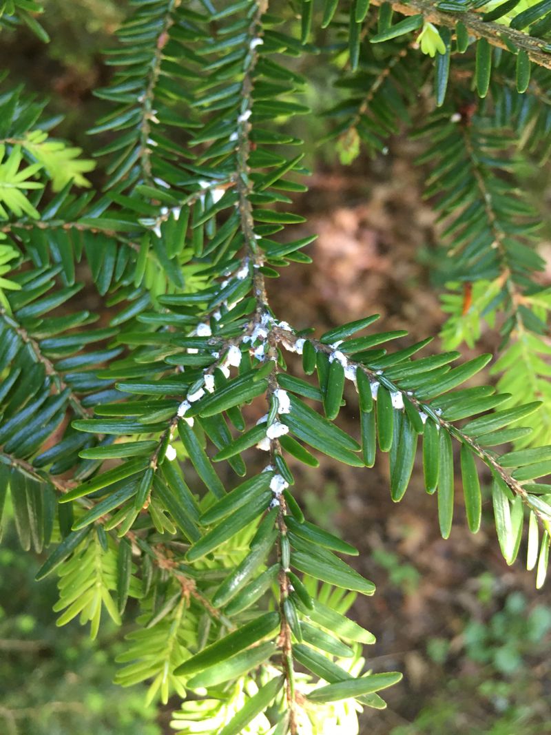Suspected Branches Should Be Photographed And Left In Place