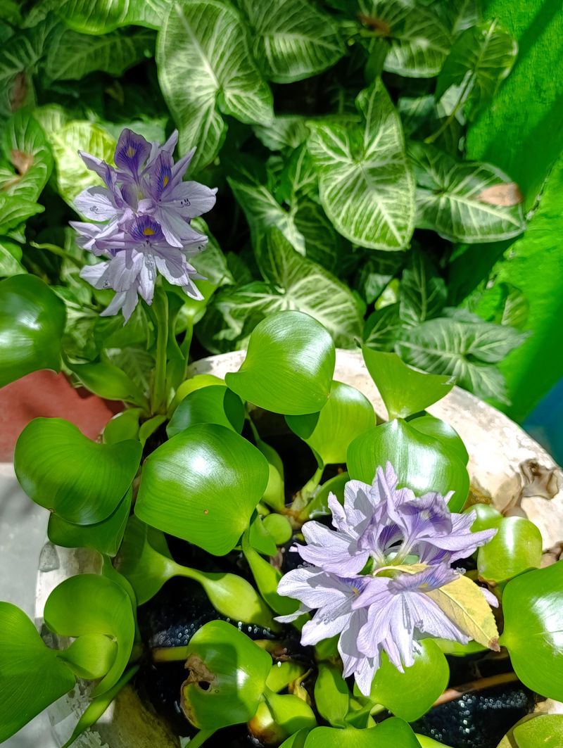 Suspected Plants Should Be Reported And Carefully Contained Suspected Plants Should Be Reported And Carefully Contained