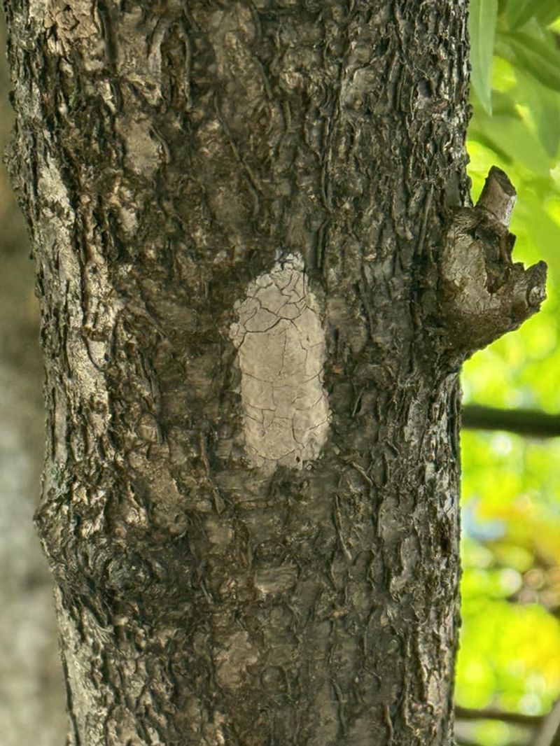 Suspicious Insects And Egg Masses Should Be Reported Right Away Suspicious Insects And Egg Masses Should Be Reported Right Away