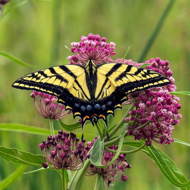 Swamp Milkweed Swamp Milkweed