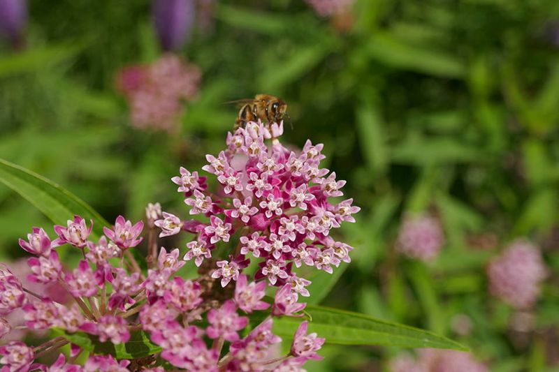 Swamp Milkweed Swamp Milkweed
