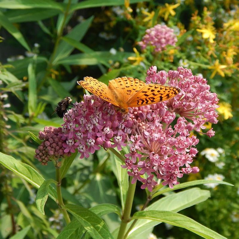 Swamp Milkweed Adds Color And Pollinator Value Swamp Milkweed Adds Color And Pollinator Value