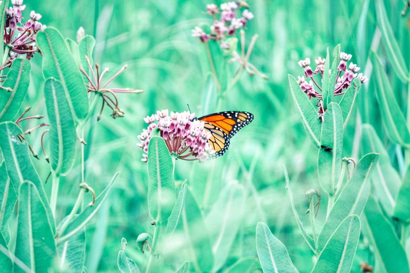 Swamp Milkweed (Asclepias Incarnata) Swamp Milkweed (Asclepias Incarnata)