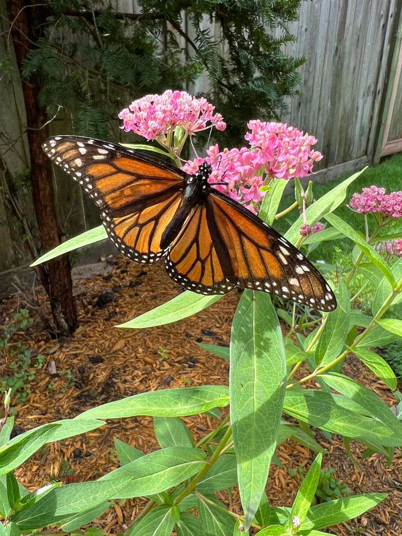 Swamp Milkweed Fits Moist Garden Spots Swamp Milkweed Fits Moist Garden Spots