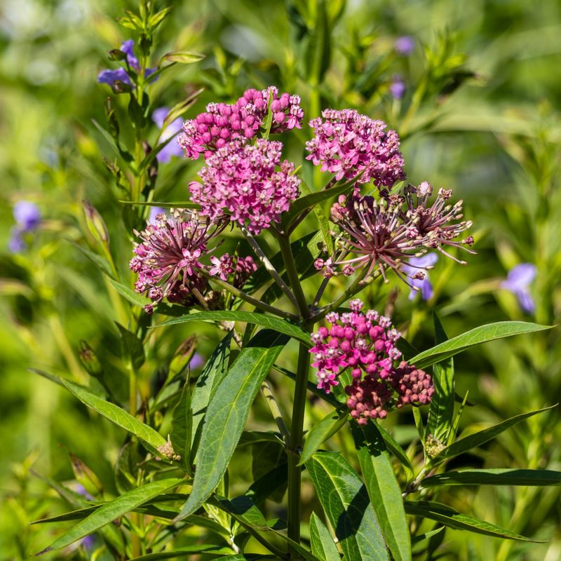 Swamp Milkweed Thrives In Moist Soil Swamp Milkweed Thrives In Moist Soil