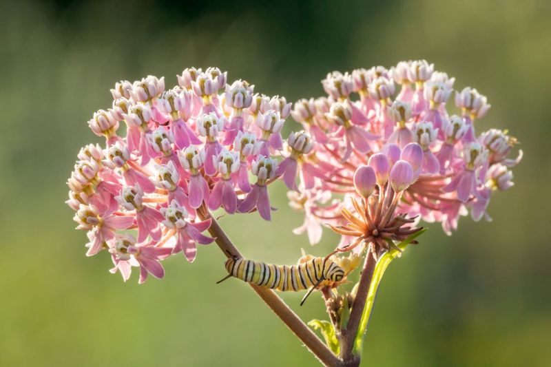 Swamp Milkweed Turns The Wet Spot Into A Monarch Nursery