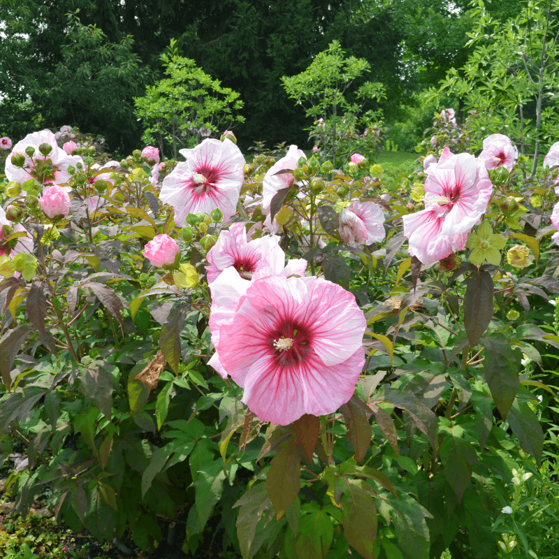 Swamp Rose Mallow Delivers Oversized Summer Blooms