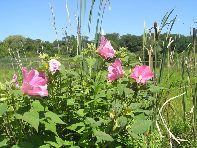 Swamp Rose Mallow Needs Careful Timing